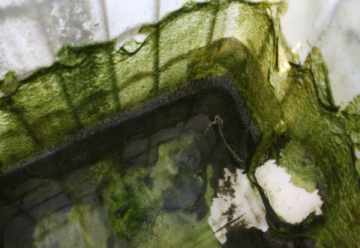 Su Depolarında Yosun Oluşumunu Engelleme Yöntemleri - Onmax Blog